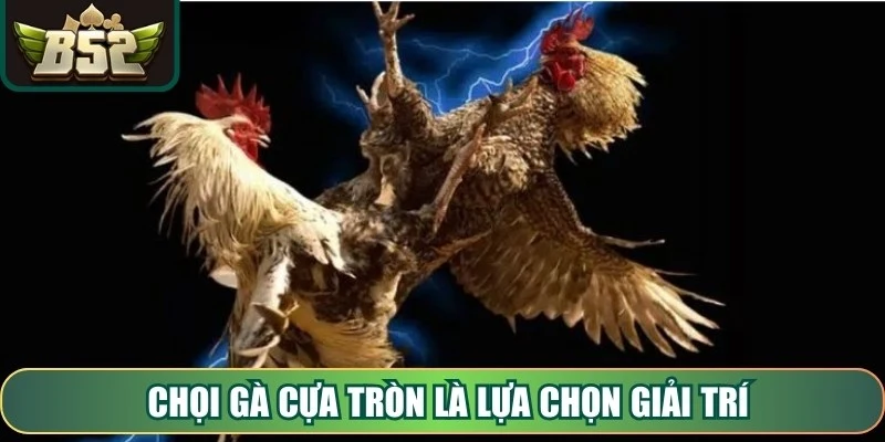 Chọi gà cựa tròn là lựa chọn giải trí thường tập trung vào chiến thuật linh hoạt