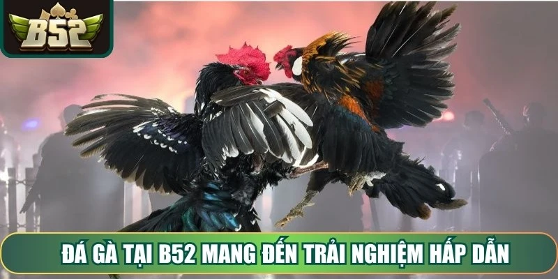Đá gà tại B52 mang đến trải nghiệm hấp dẫn, đa dạng loại hình